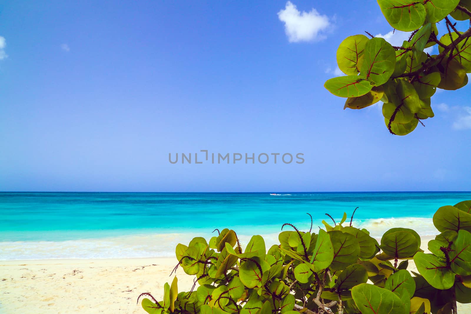 A look at the Caribbean Sea through the branches of a tropical plant. Landscape of paradise tropical island beach with perfect blue sunny sky. Vacation holidays summer background. Caribbean wild nature scenery near the beach in Saona.