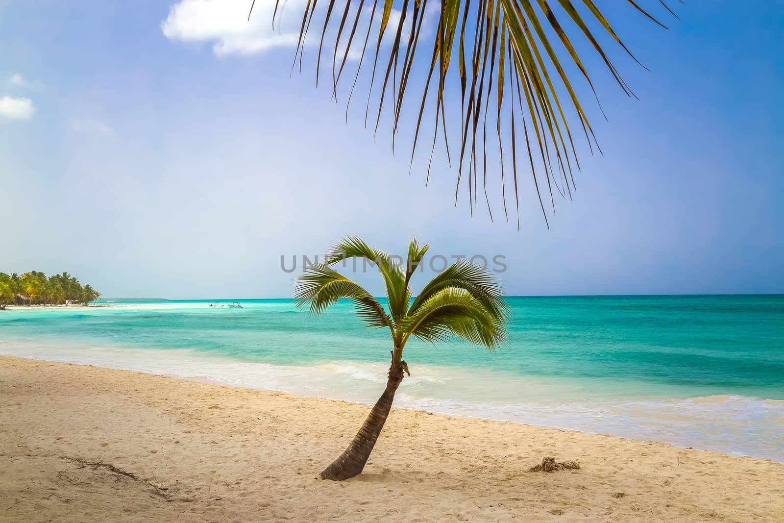 look at the Caribbean Sea through the branches of a tropical plant. Landscape of paradise tropical island beach with perfect blue sunny sky. Vacation holidays summer background. Caribbean wild nature scenery near the beach in Saona.