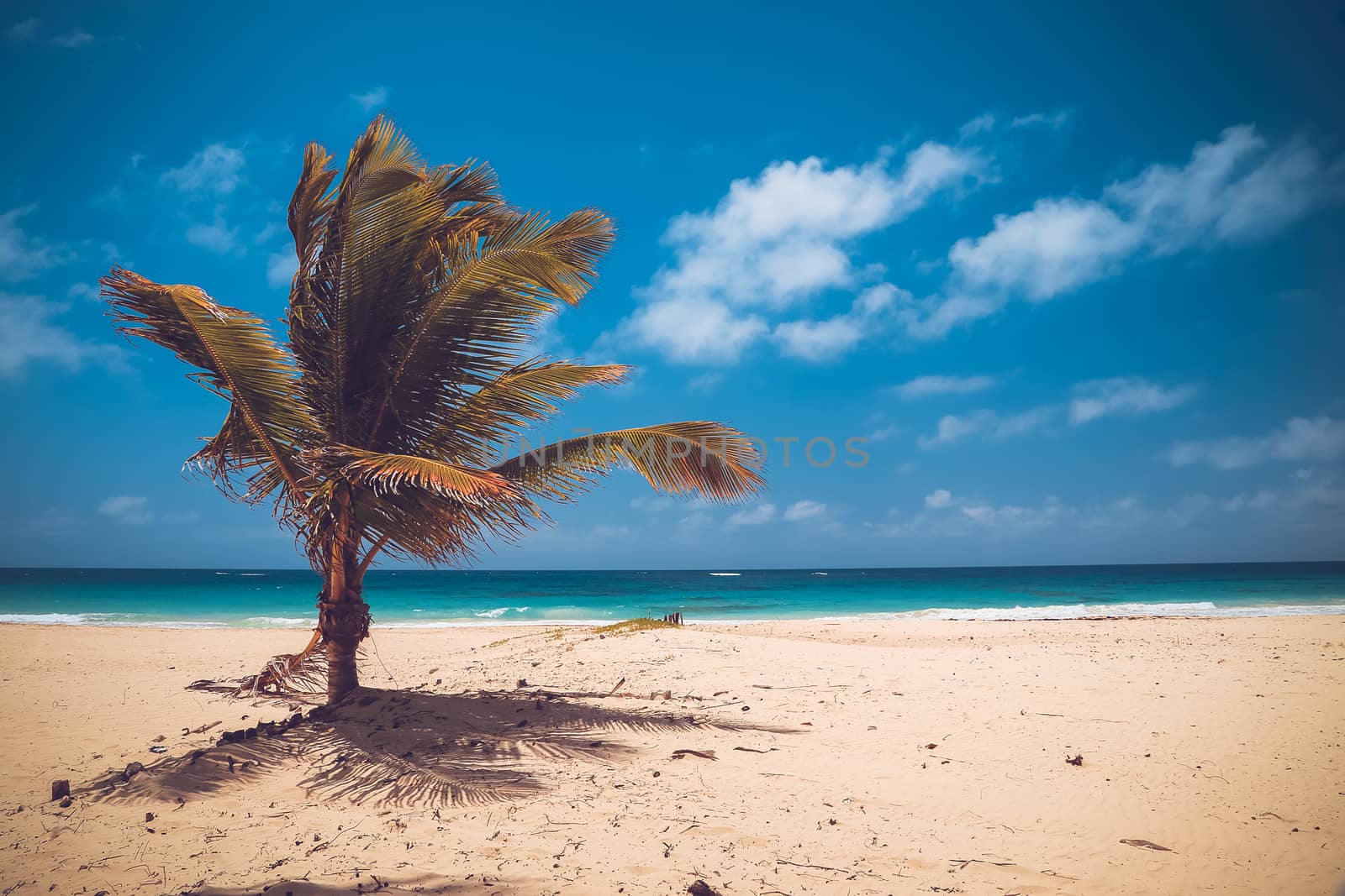 Amazing tropical beach with palm trees against azure ocean, white sand and blue sky, Dominican Republic, Caribbean Islands.