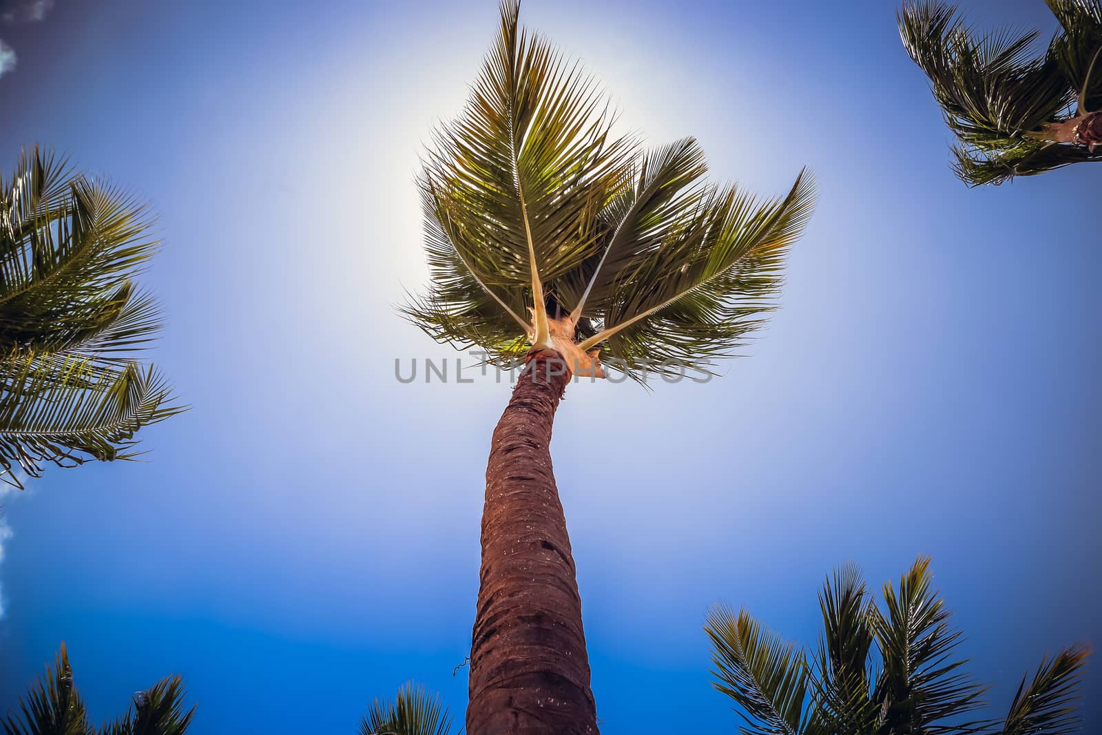 Palm tree close-up at tropical island. Coconut palm tree shot at a wide angle against the sun. Shot from bottom to top with blue sky and white clouds. Vacation summer holidays background wallpaper. Sunny tropical exotic paradise.