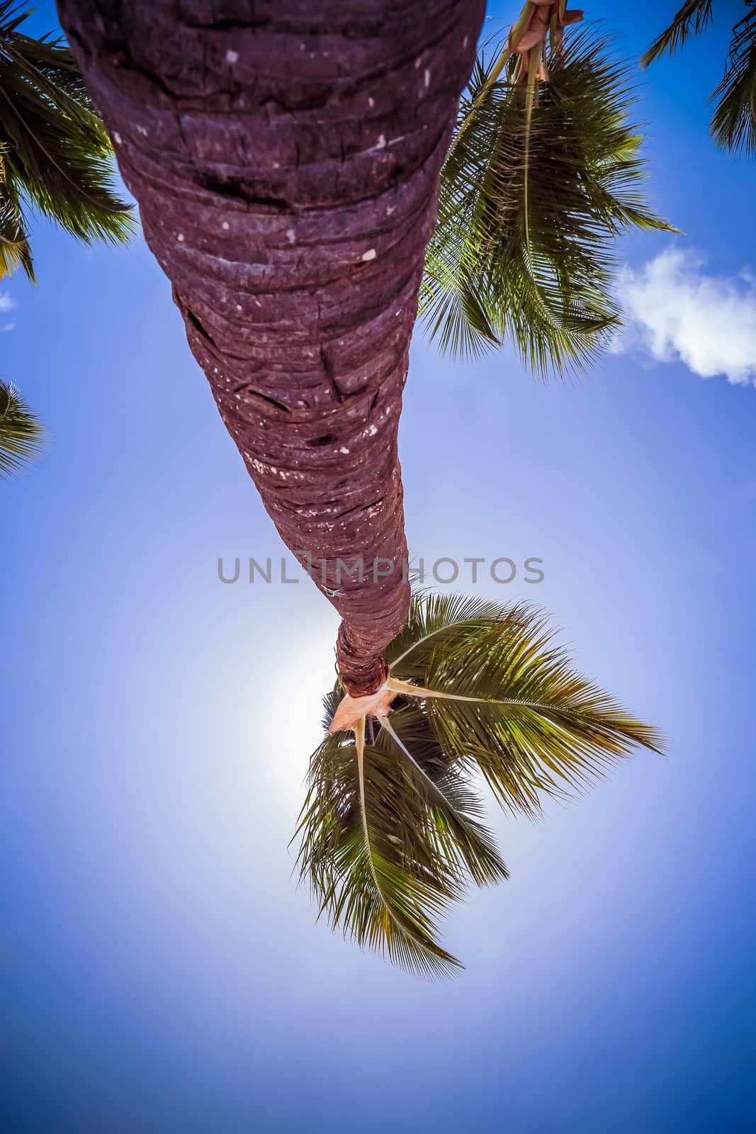 Palm tree close-up at tropical island. Coconut palm tree shot at a wide angle against the sun. Shot from bottom to top with blue sky and white clouds. Vacation summer holidays background wallpaper. Sunny tropical exotic paradise.