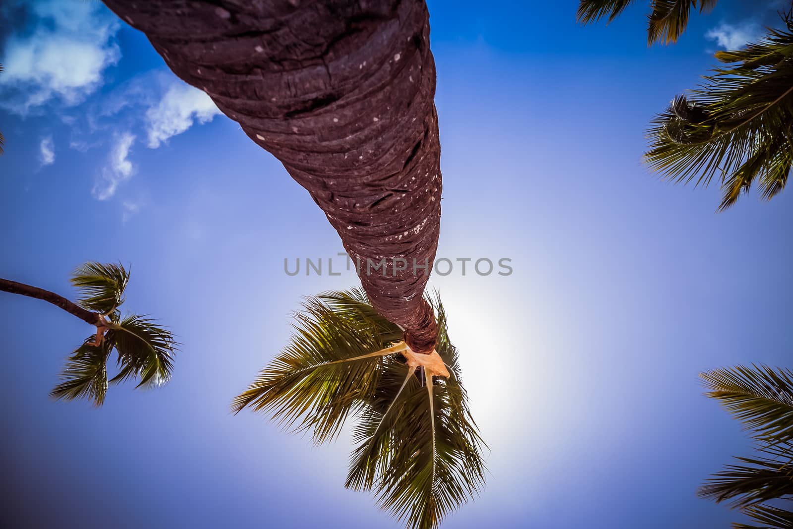 Palm tree close-up at tropical island. Coconut palm tree shot at a wide angle against the sun. Shot from bottom to top with blue sky and white clouds. Vacation summer holidays background wallpaper. Sunny tropical exotic paradise.