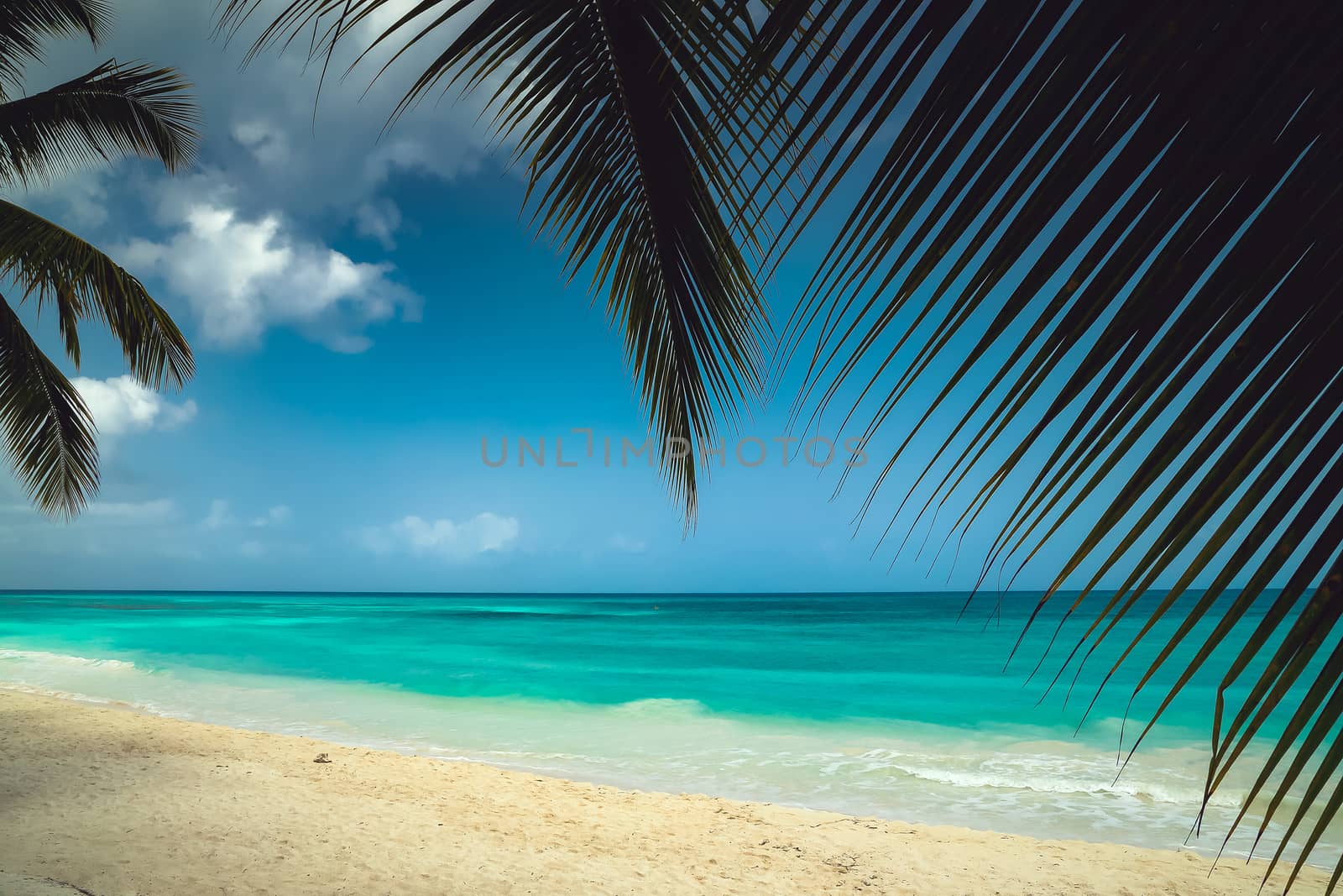 A look at the Caribbean Sea through the branches of a coconut palm. Landscape of paradise tropical island beach with perfect blue sunny sky. Vacation holidays summer background. Caribbean wild nature scenery near the beach in Saona.
