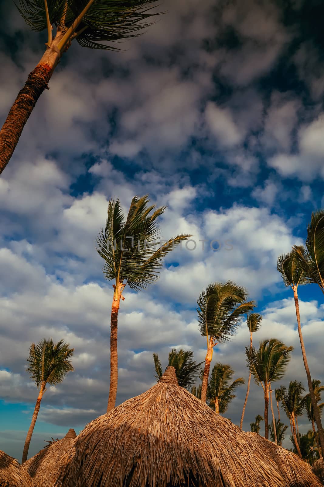 Vacation in tropical countries. Beach chairs, umbrella and palms on the beach. Beautiful tropical beach with coconut palm and blue sky.