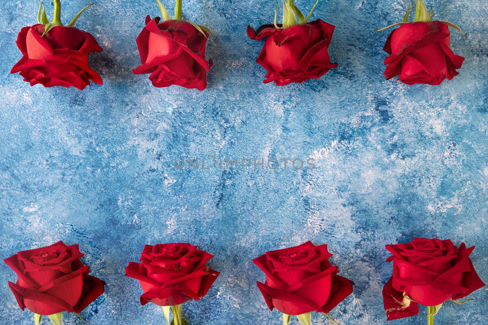 Beautiful blooming red roses on blue and white acrylic background.