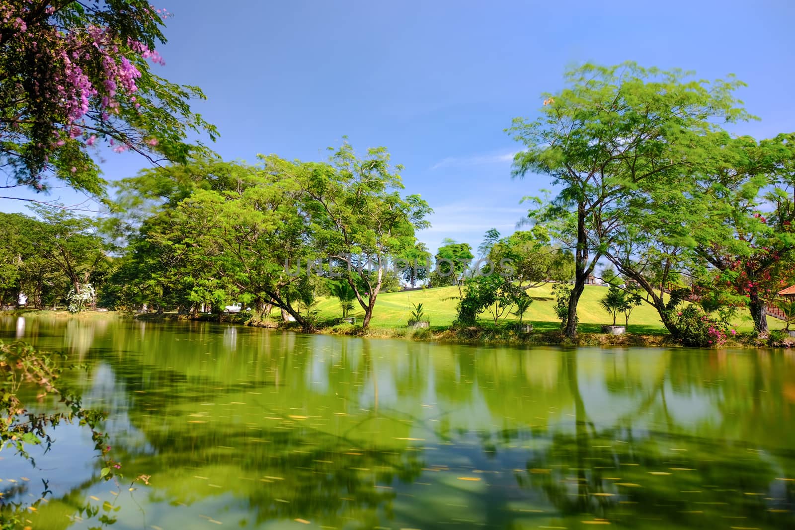 A view of a serene pond with green grass and large shading trees which appear hazy on the top because of the gentle breeze. Long exposure film.