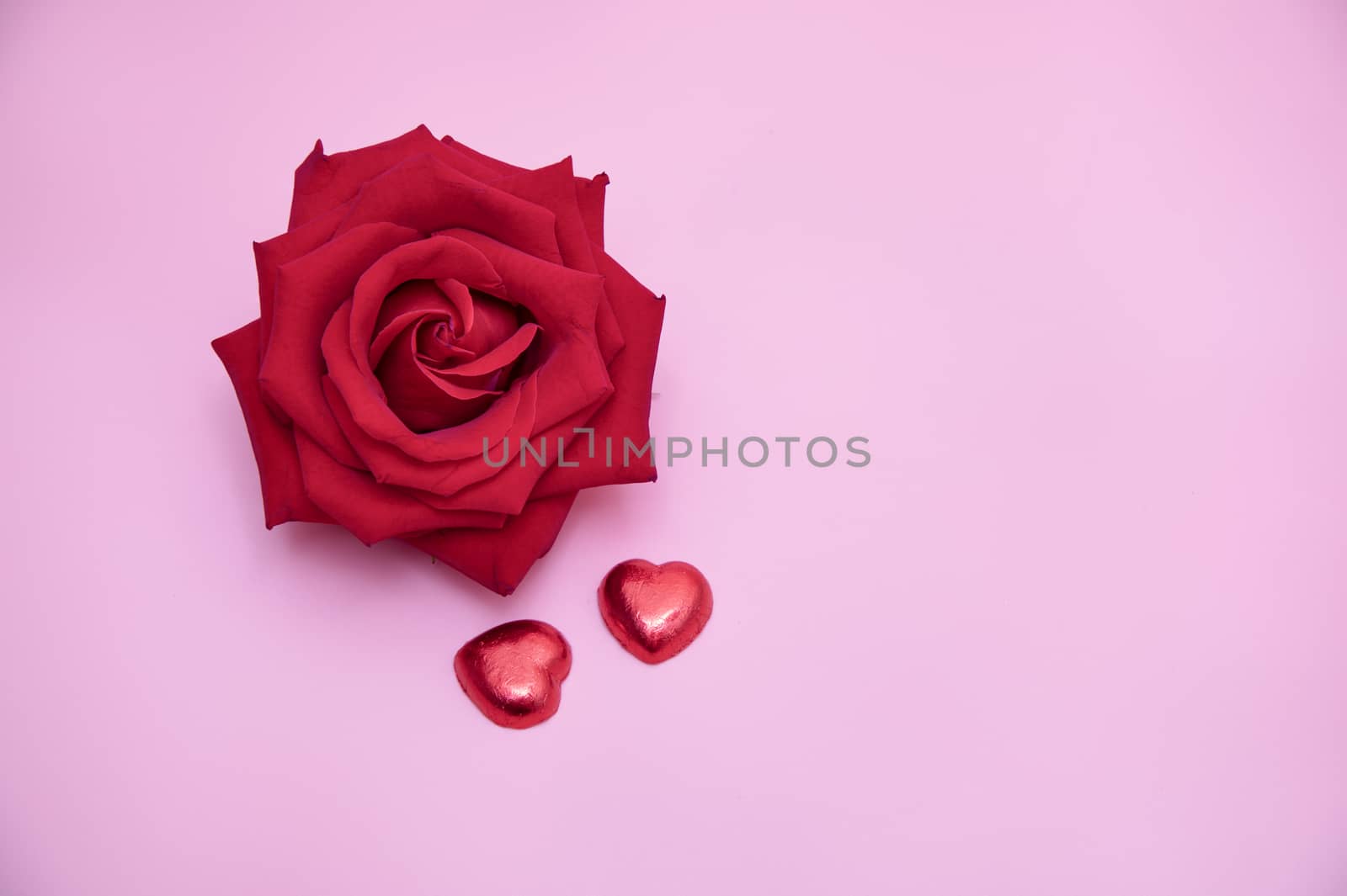 Closeup of a beautiful blooming red rose with red candy hearts on pink background. Valentine's, day anniversary, wedding concept.