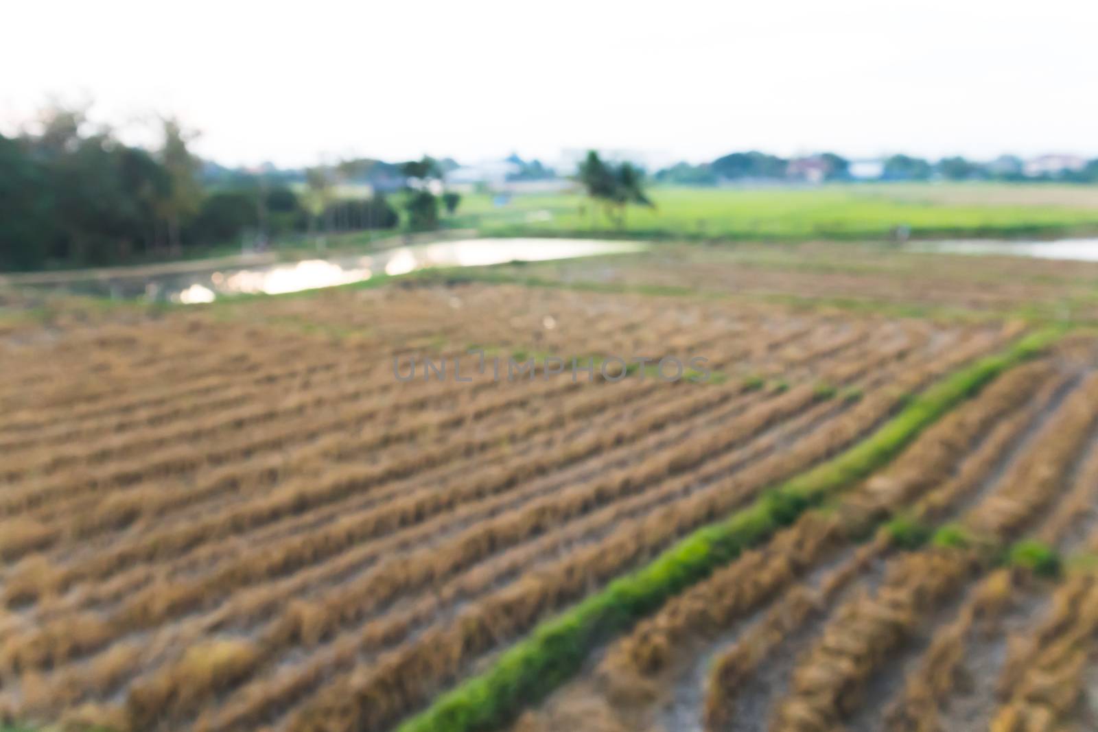 Blurred Paddy Field country farm.Out of focus rice field background