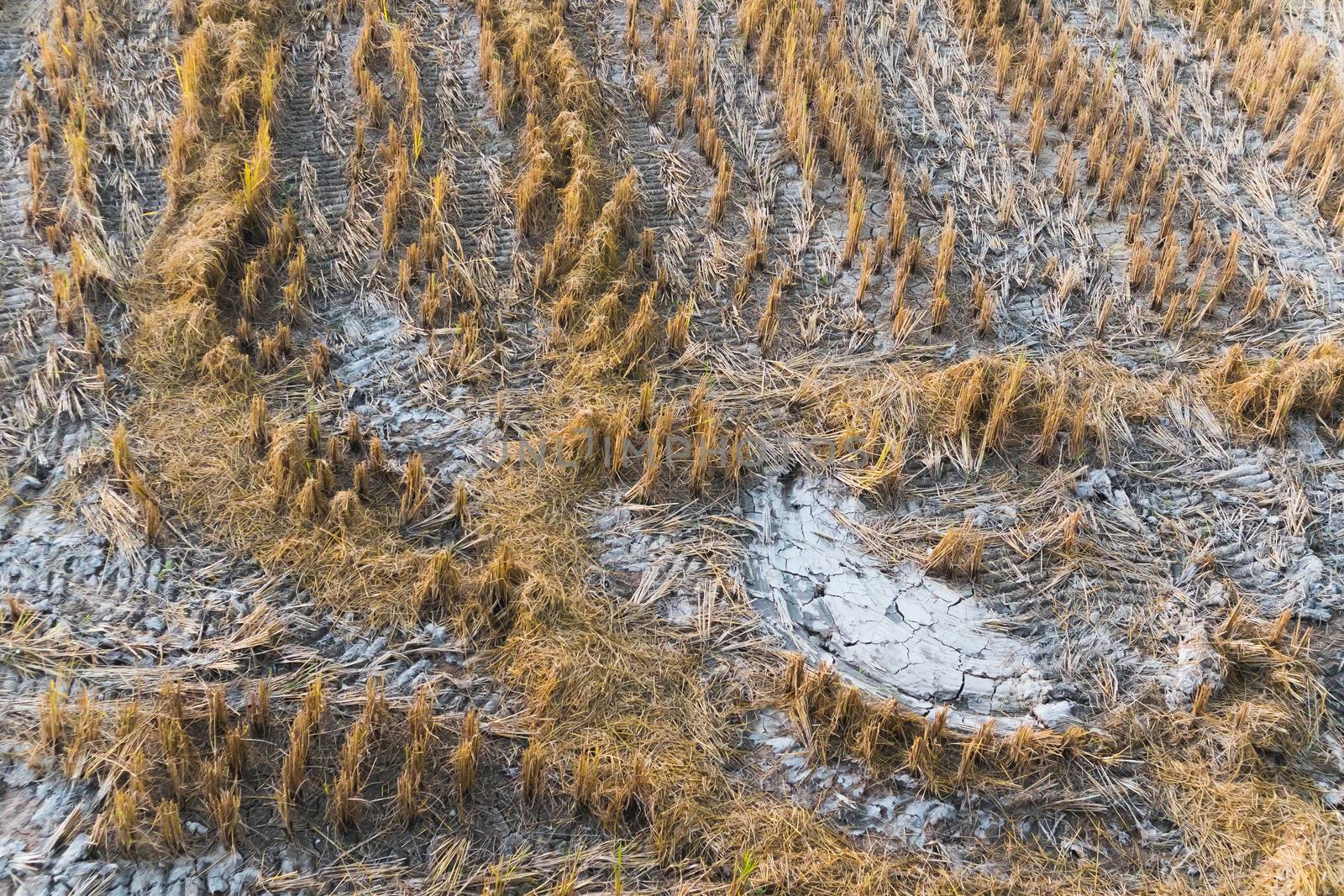 Rice fields with dry cracked ground looking from above