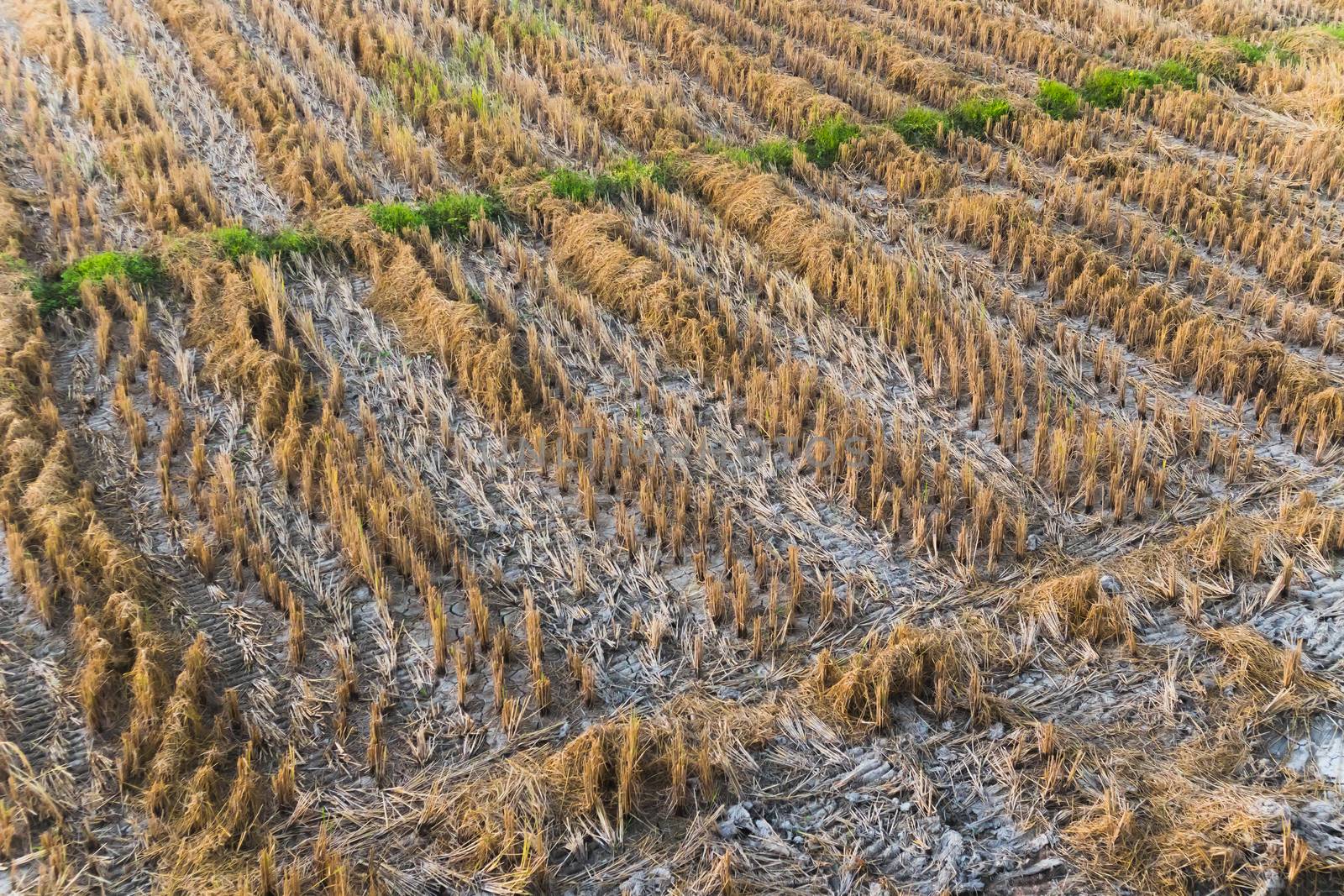 Dry Paddy Field after harvesting looking from above