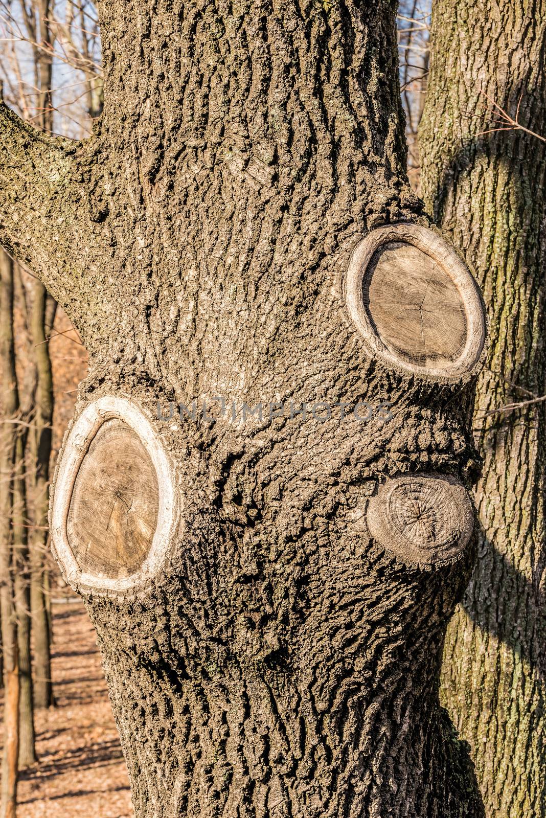 A poplar tree trunk with three scars due to branches having been cut