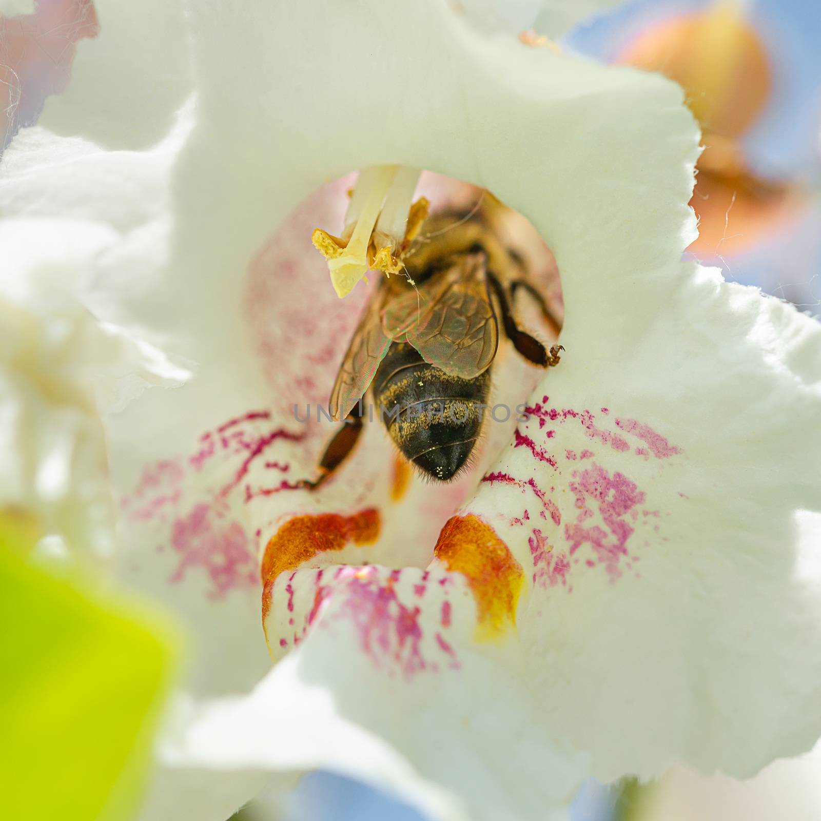 A bee foraging a Catalpa bignonioides flowers, also known as southern catalpa, cigartree, and Indian-bean-tree.