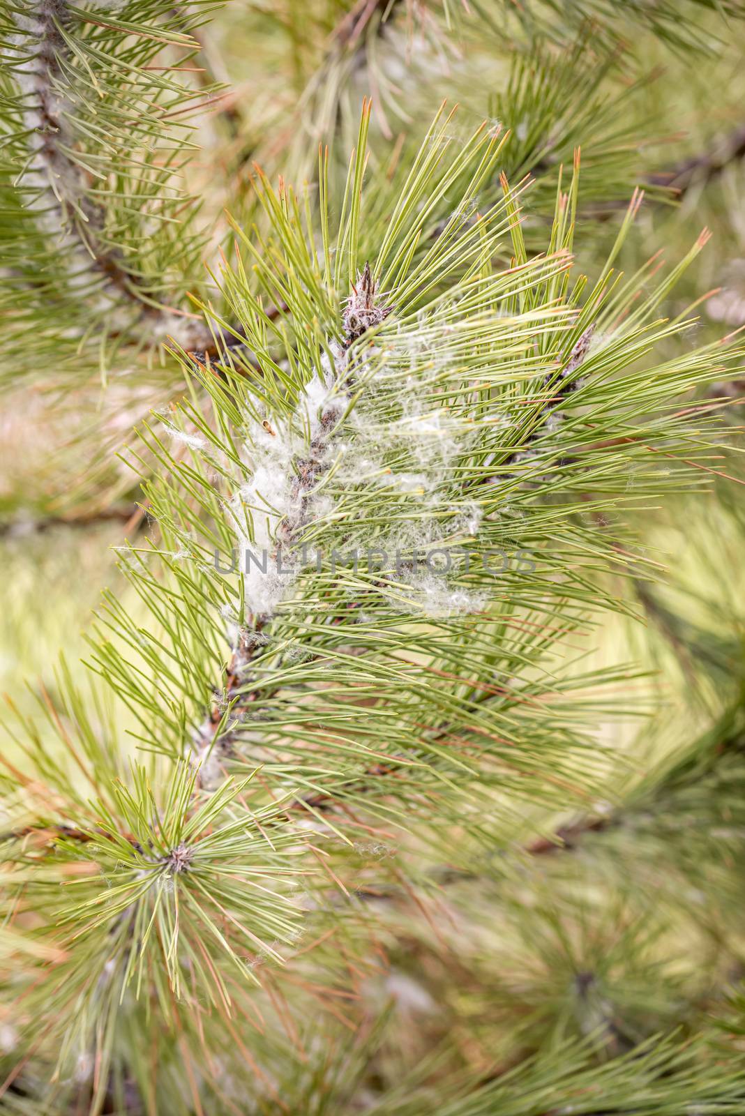 Poplar seeds trapped in pine needles by MaxalTamor