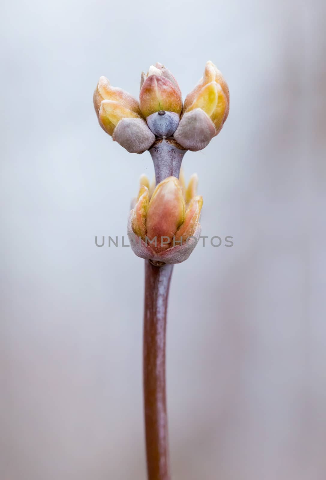 A bough with a young bud at the beginning of the spring