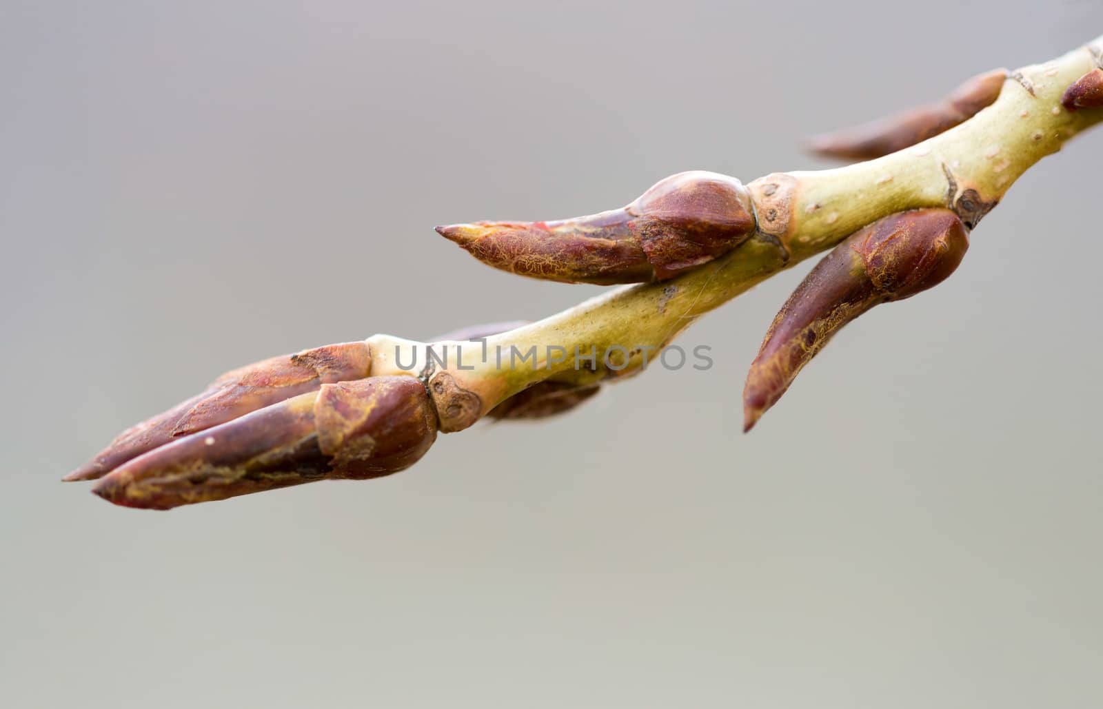 Young Poplar Bud by MaxalTamor