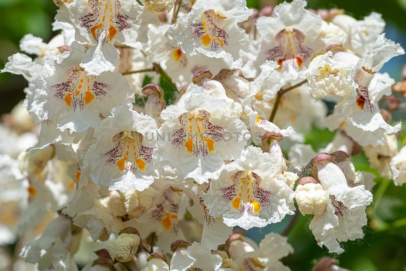 Catalpa bignonioides flowers, also known as southern catalpa, cigartree, and Indian-bean-tree.