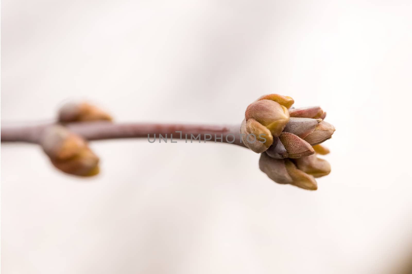 A bough with a young bud at the beginning of the spring