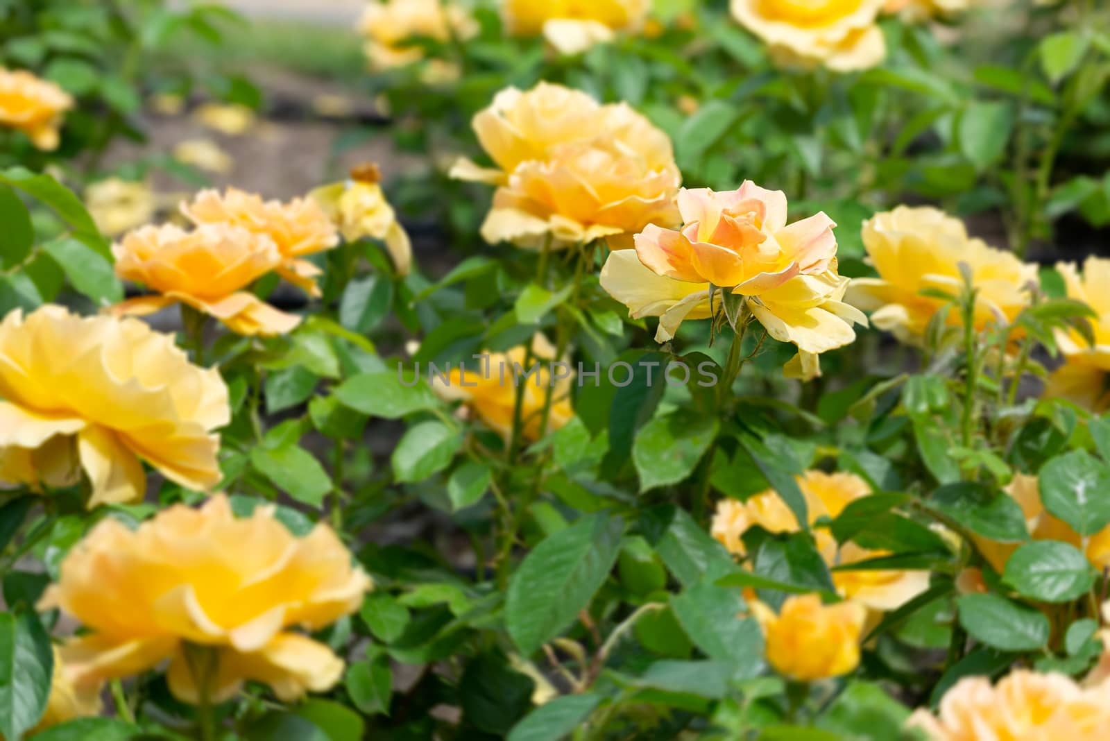 Yellow roses in a garden by MaxalTamor