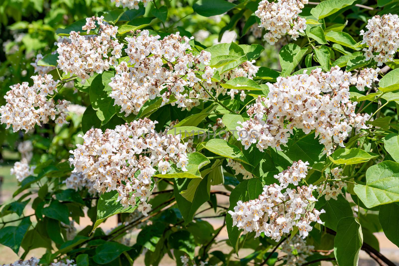 Catalpa bignonioides tree with flowers by MaxalTamor