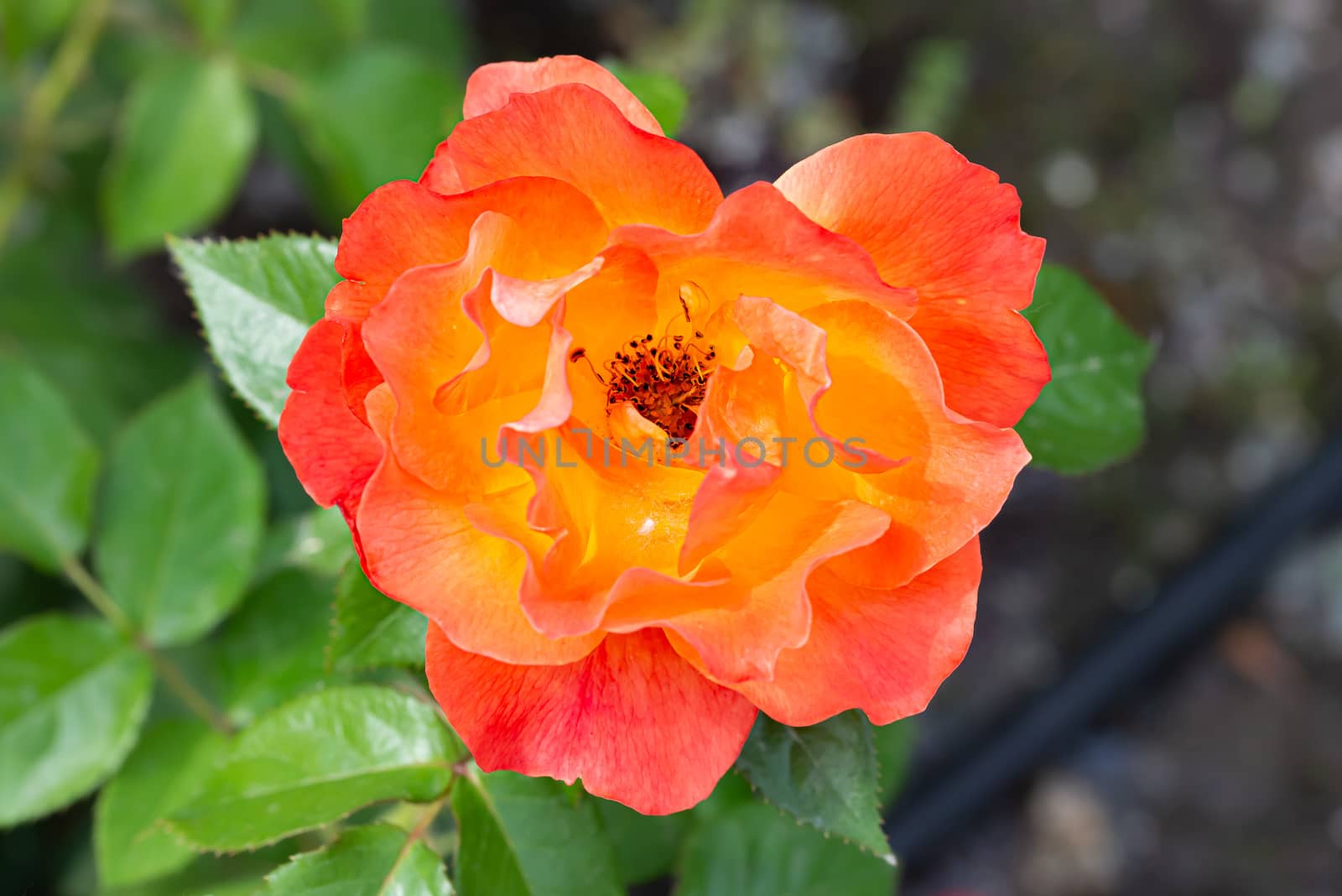 Orange roses in a garden, under the soft spring sun by MaxalTamor