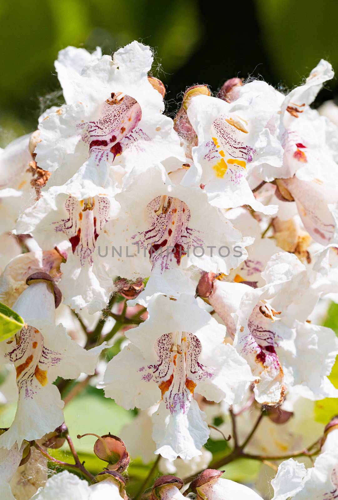 Catalpa bignonioides flowers, also known as southern catalpa, cigartree, and Indian-bean-tree.