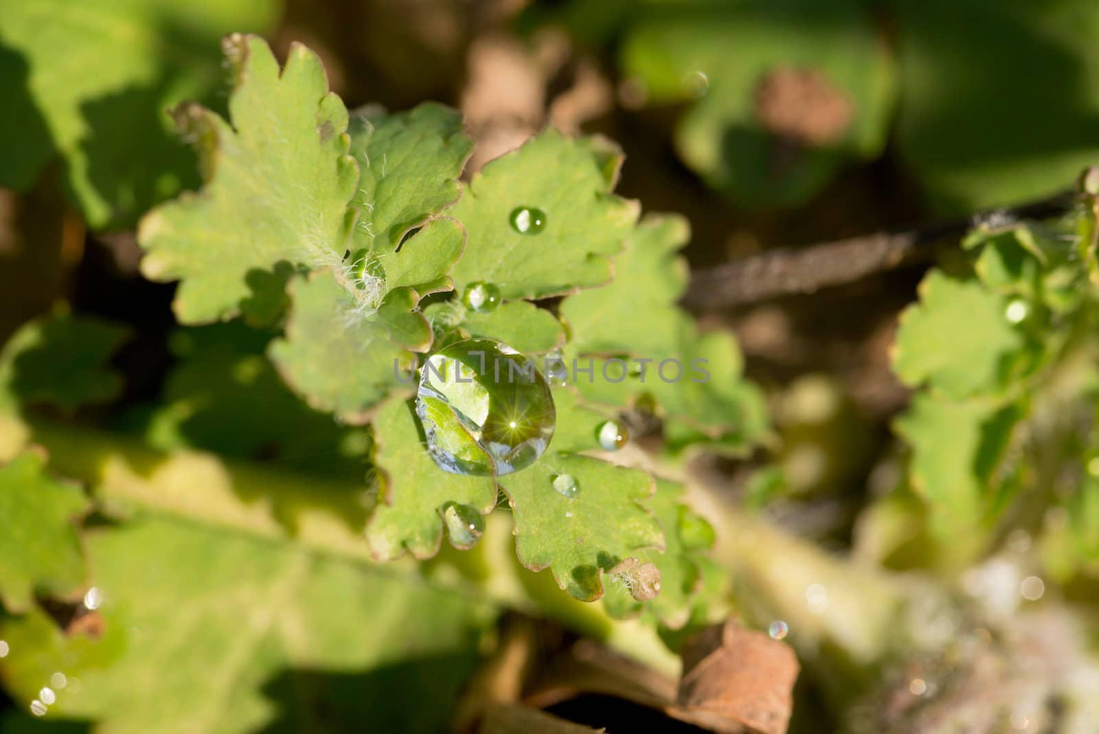 Chelidonium Majus, Also Called Greater Celandine with Drops by MaxalTamor