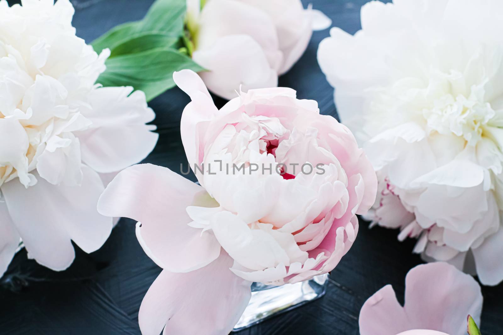 Blooming peony flowers as floral art background, botanical flatlay and luxury branding design