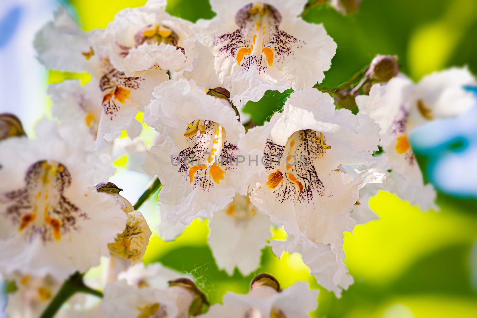 Macro photo of Catalpa bignonioides flowers by MaxalTamor