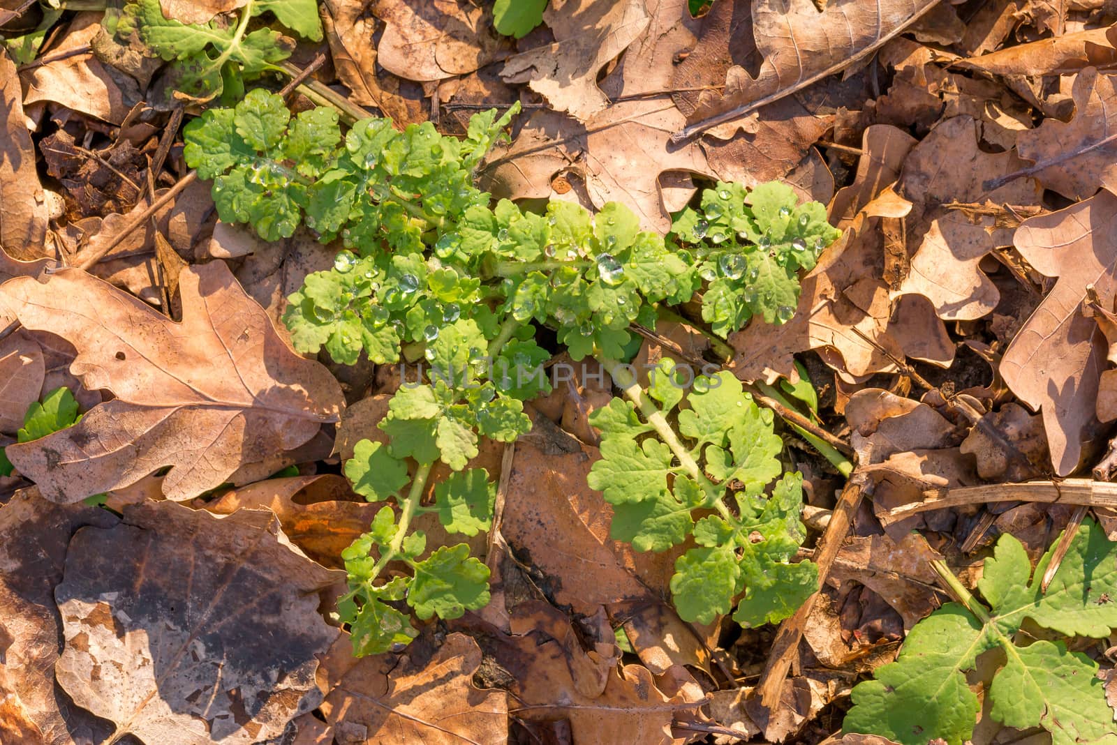 Chelidonium majus, also called greater celandine or tetterwort with rain drops in the forest