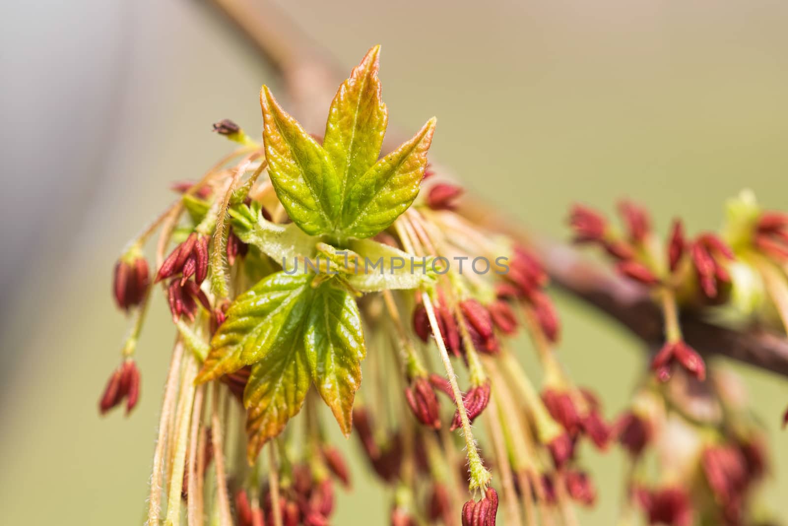 Acer Negundo Leaves and Flowers by MaxalTamor