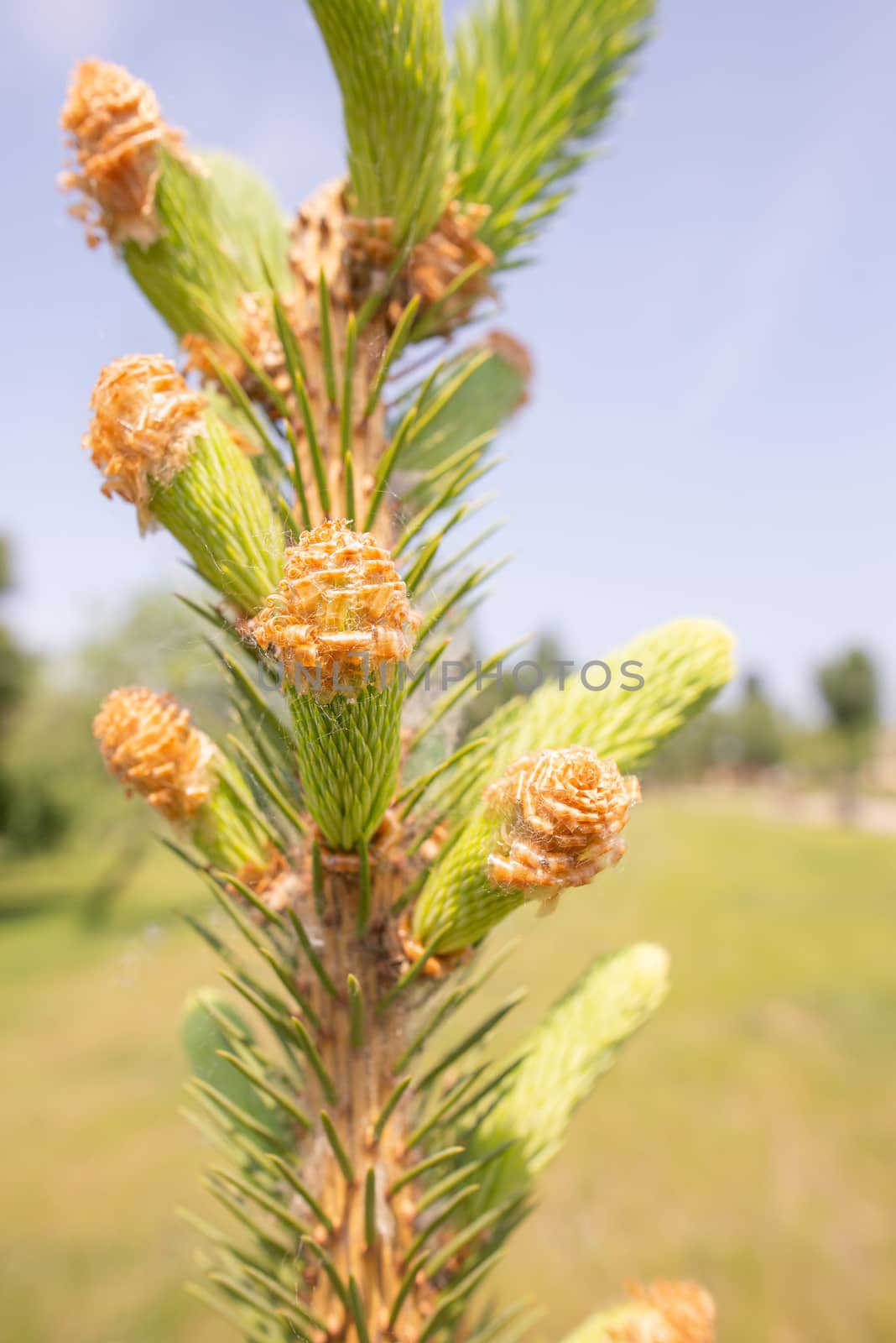 Pinus Silvestris, pine tree, flower under the warm sun during the spring season. (Selective focus)