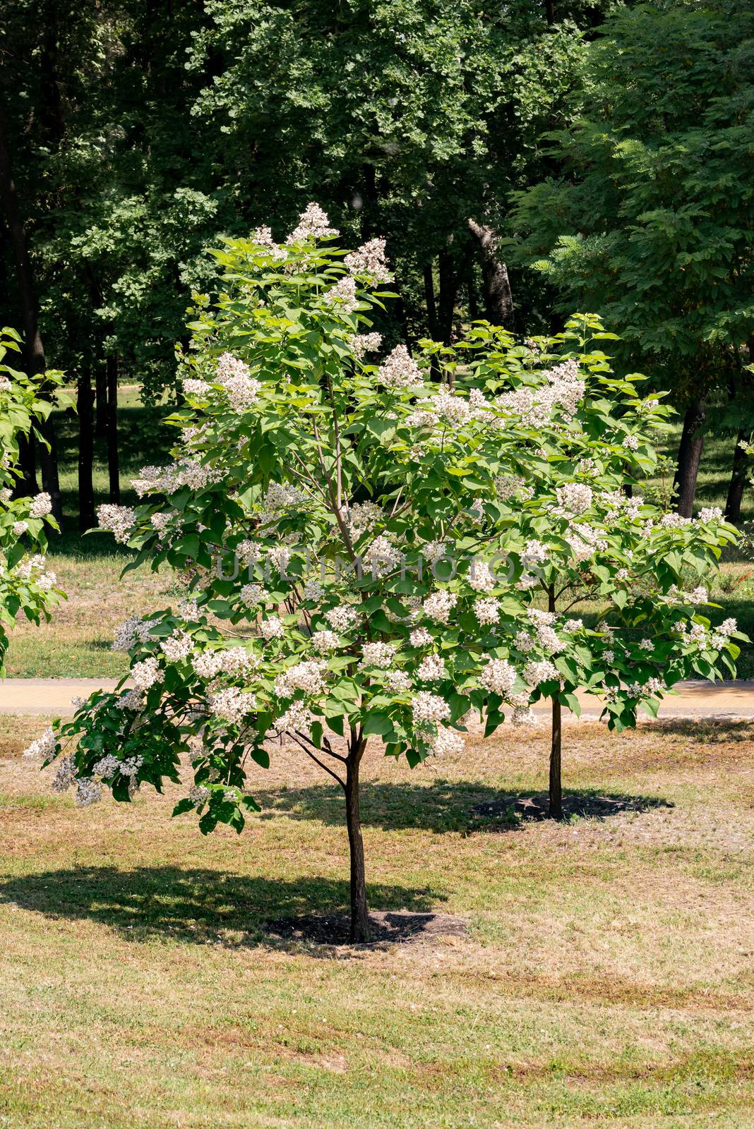 Catalpa bignonioides tree with flowers by MaxalTamor