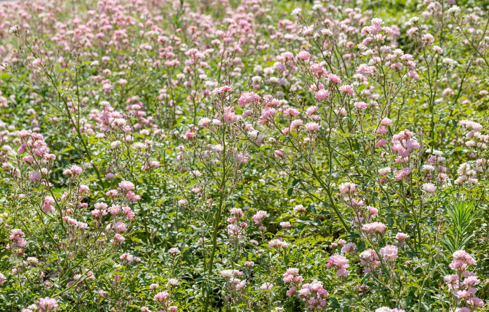 Pink Polyantha Shrub Roses also known as The Fairy roses in a garden, under the hot spring sun