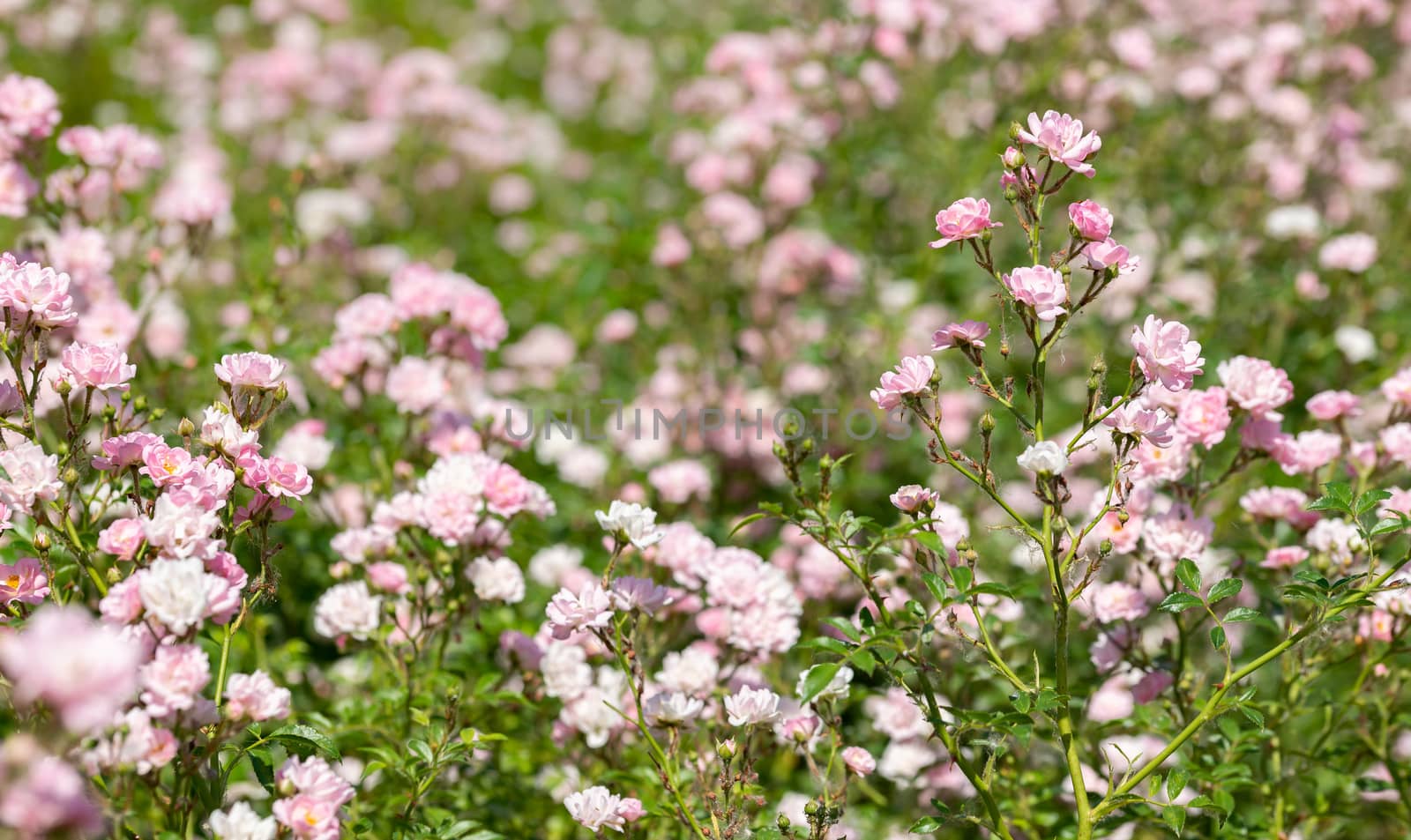 Pink The Fairy roses in a garden by MaxalTamor