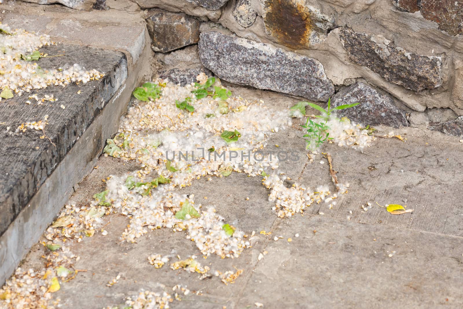 Poplar seeds on the ground by MaxalTamor