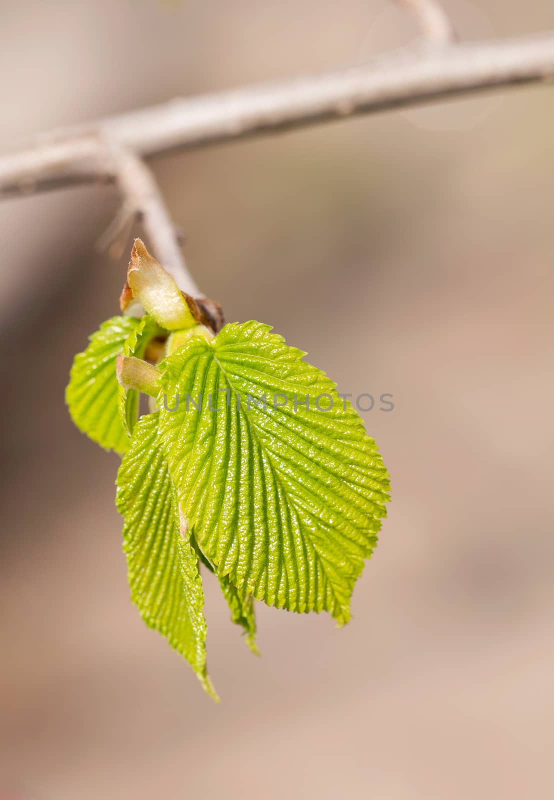 European or common hornbeam (Carpinus betulus) leaves under a strong spring light