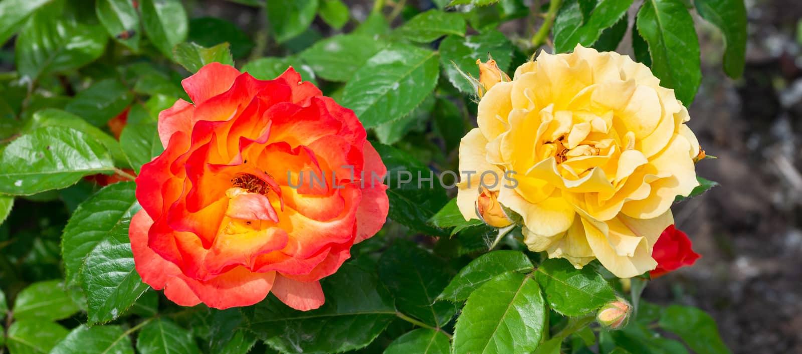 Orange and Yellow roses in a garden, under the soft spring sun by MaxalTamor