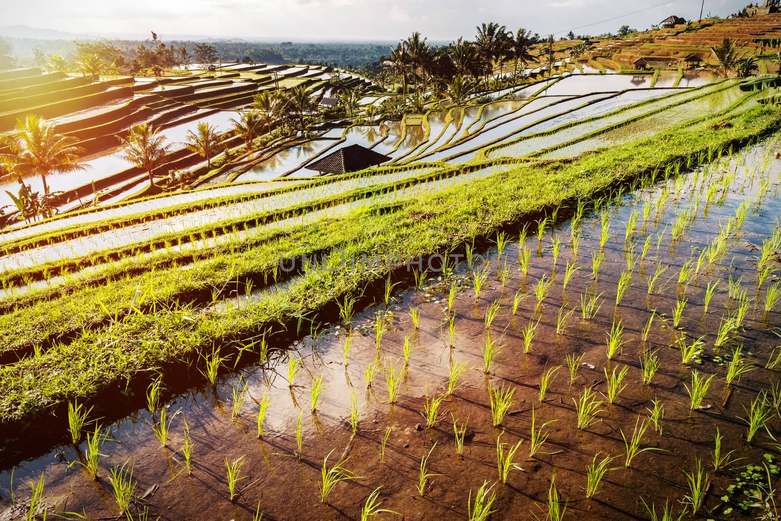 Bali Rice Terraces. The beautiful and dramatic rice fields of Jatiluwih in southeast Bali have been designated the prestigious UNESCO world heritage site.