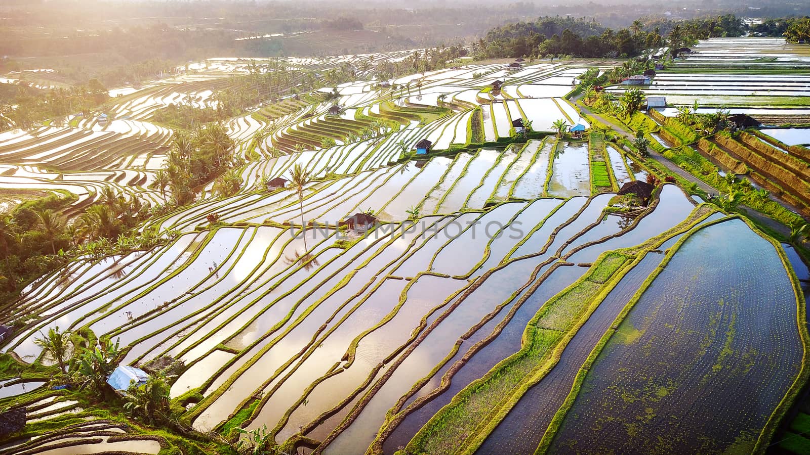 Aerial view of Bali Rice Terraces. The beautiful and dramatic rice fields of Jatiluwih in southeast Bali have been designated the prestigious UNESCO world heritage site.