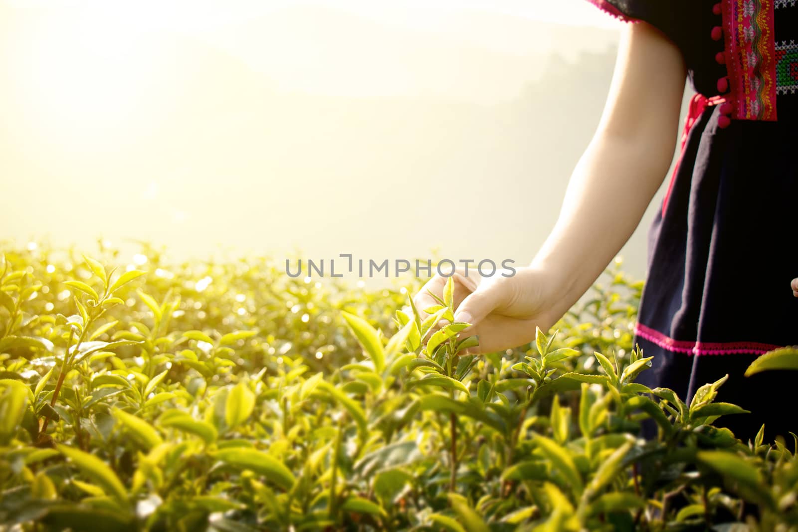 Little hill tribe farmer from Thailand picking tea leaves on tea plantation at Chui Fong , Chiang Rai, Thailand. Morning time with sunrise.