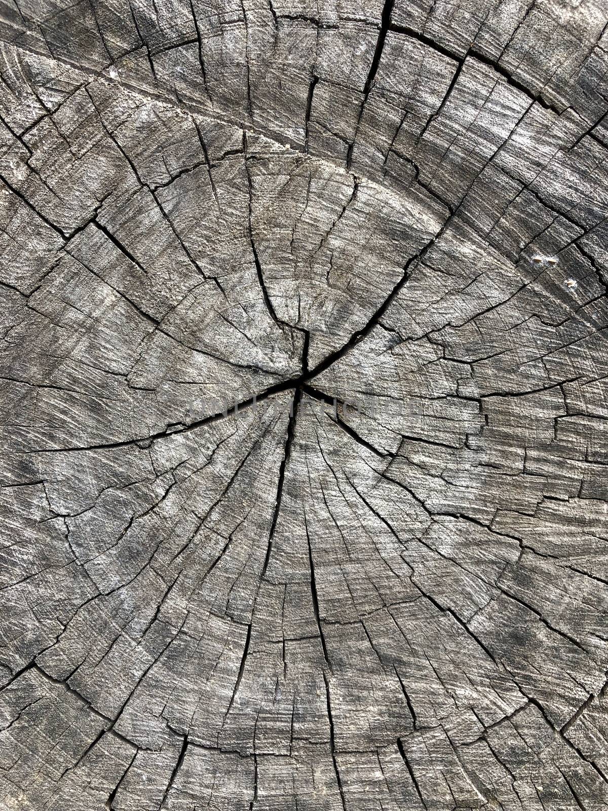 Wooden cross section texture with beautiful pattern design