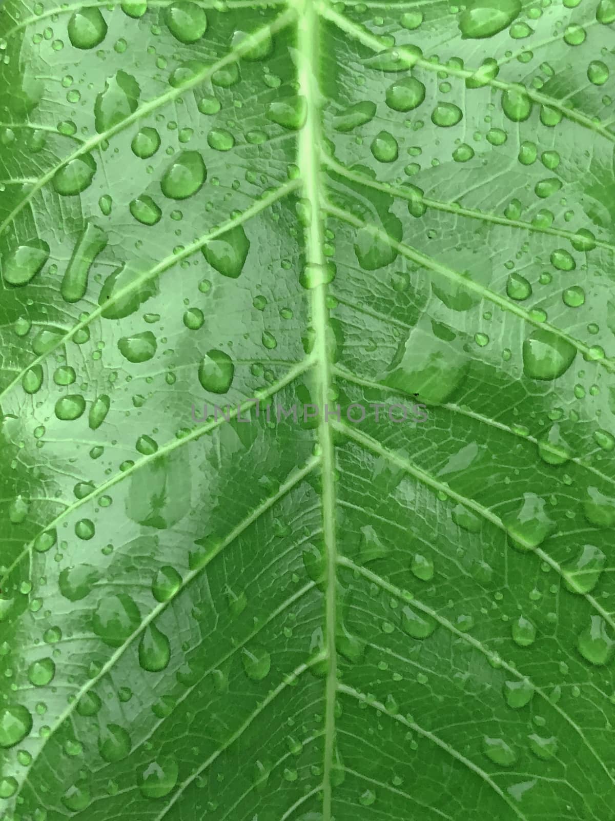 Beautiful view of rain drops found in the surface of green leaves