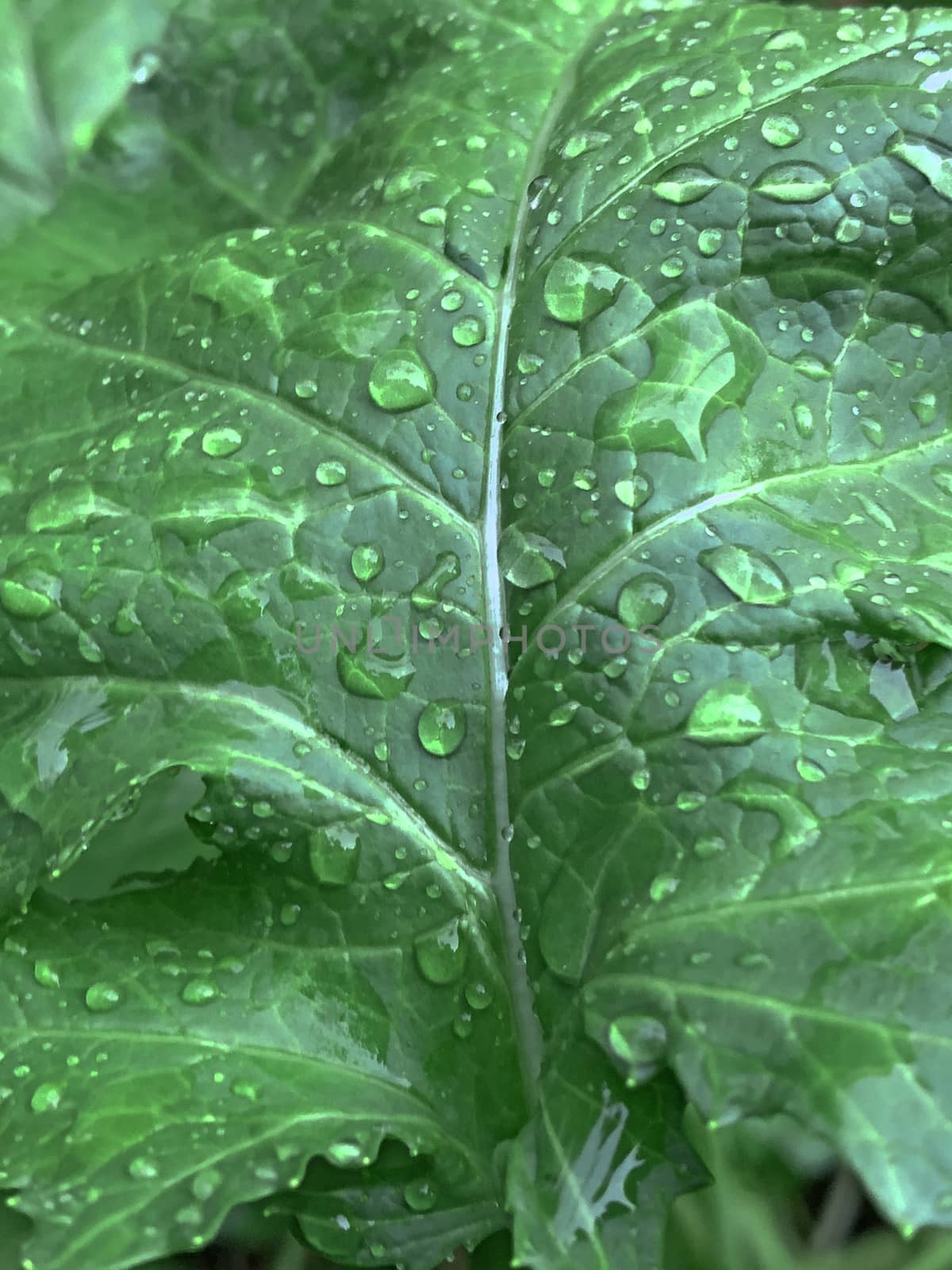 Beautiful view of rain drops found in the surface of green leaves