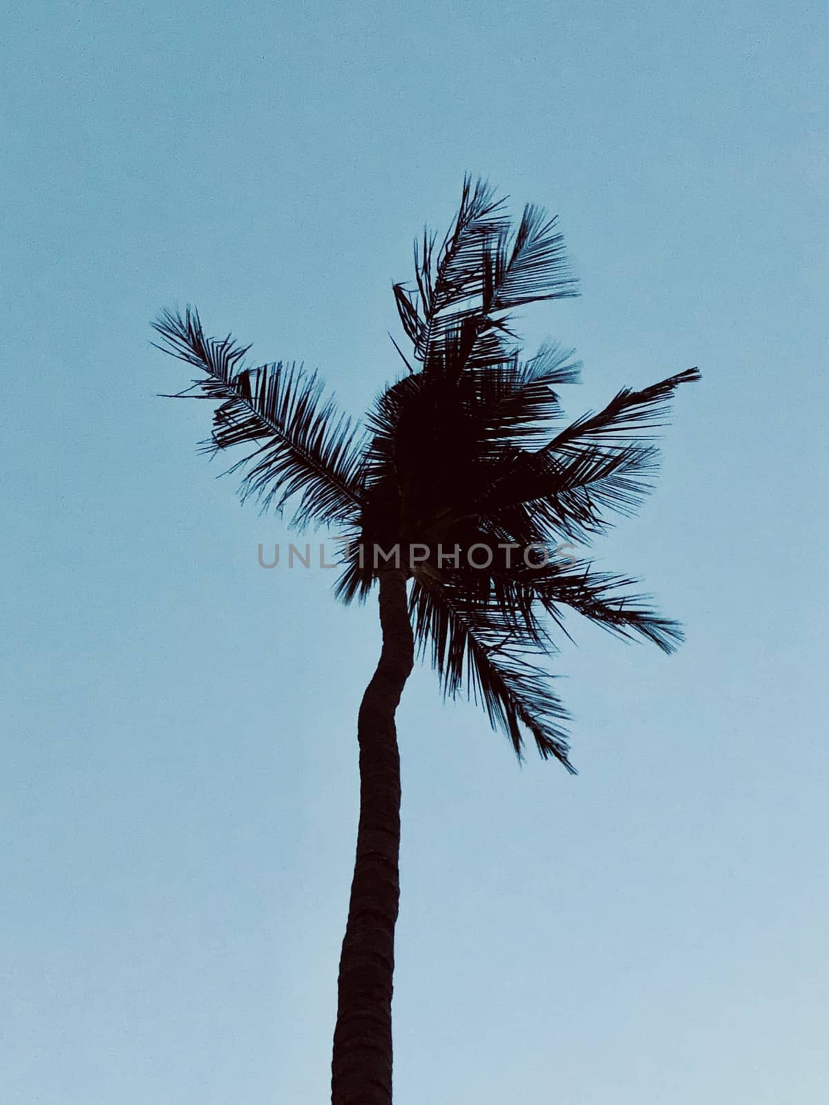 Isolated coconut tree standing against blue sky in the garden