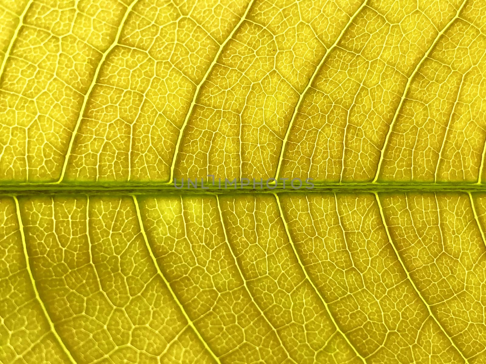 Beautiful view of veins of a fresh mango leaf formed as a texture and pattern