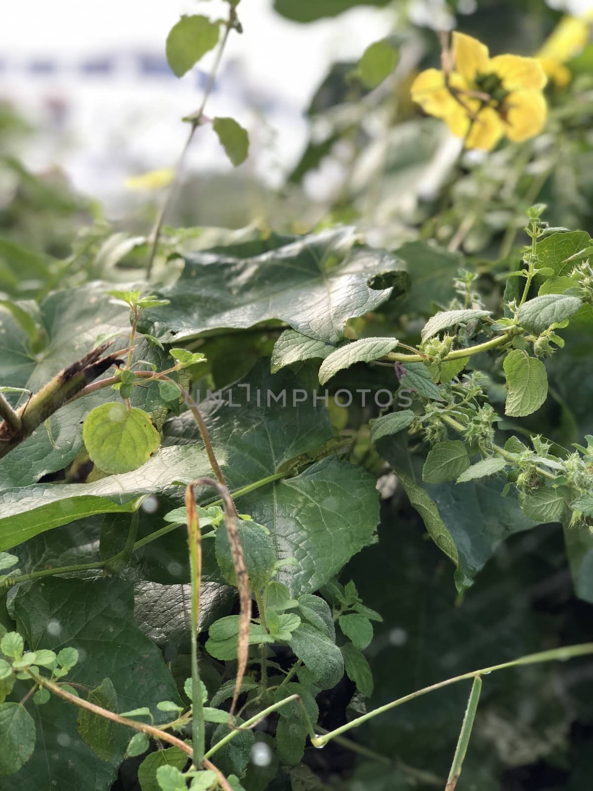 Beautiful view of green leaves grown in abundance in the garden