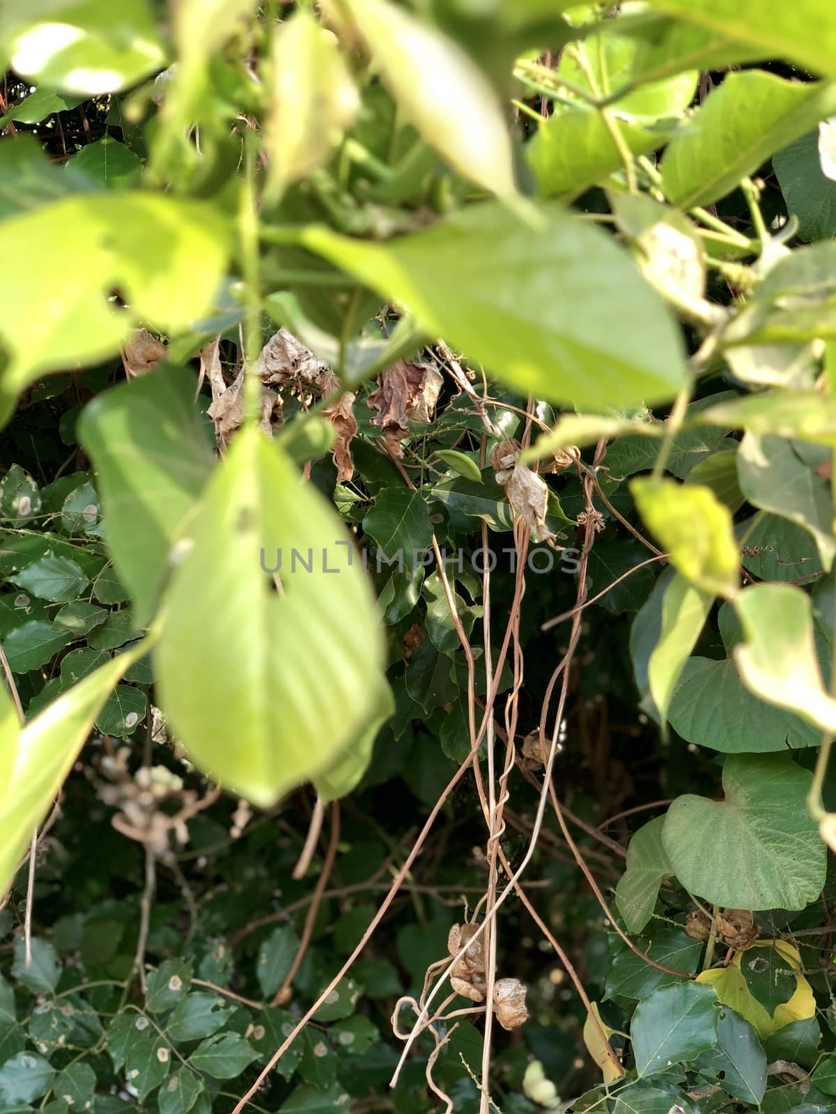 Beautiful view of green leaves grown in abundance in the garden
