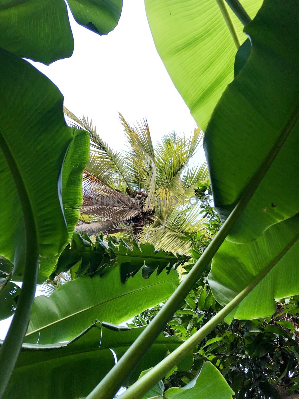 Beautiful view of green leaves grown in abundance in the garden