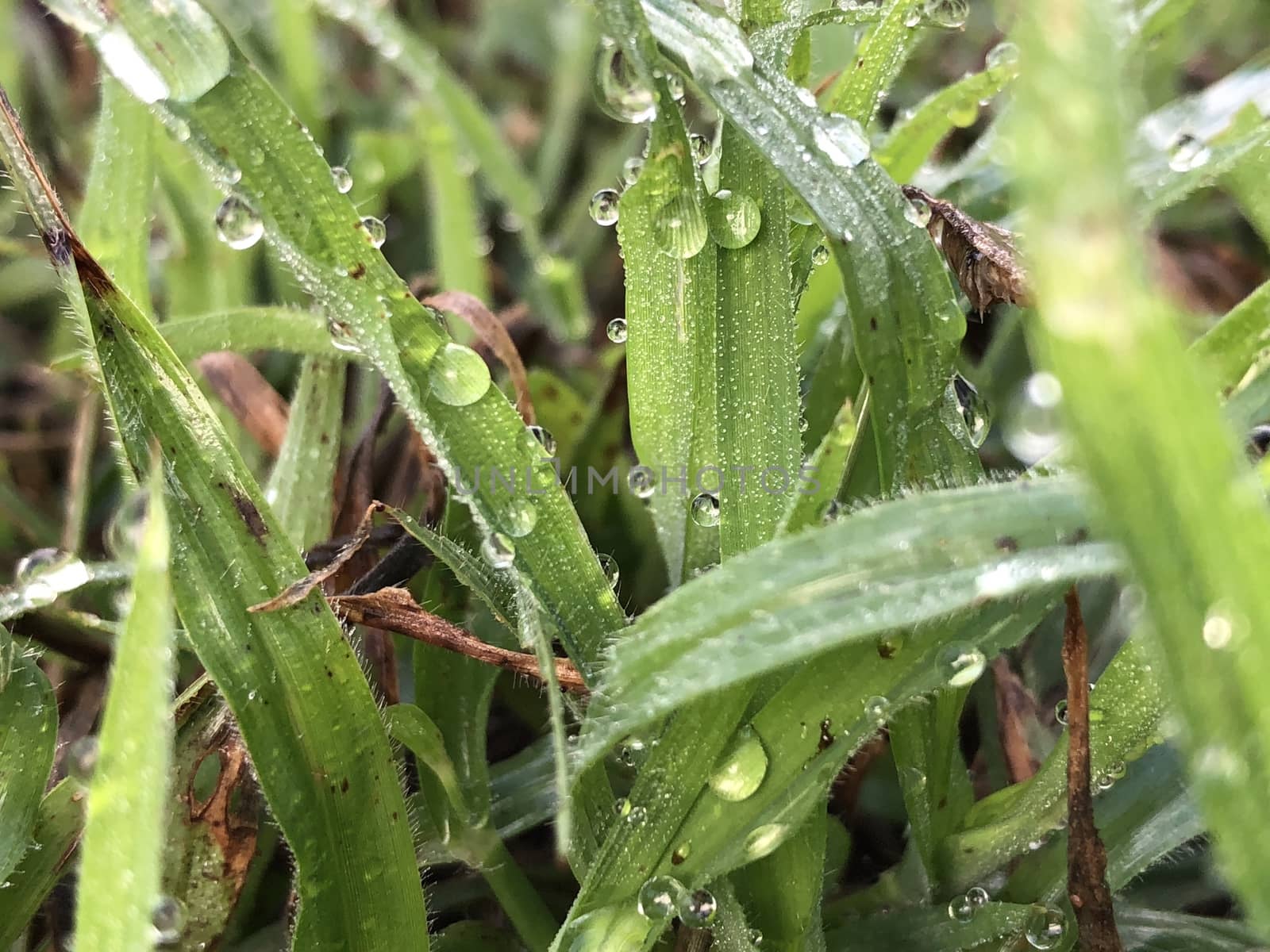 Closeup view of green grass in the garden