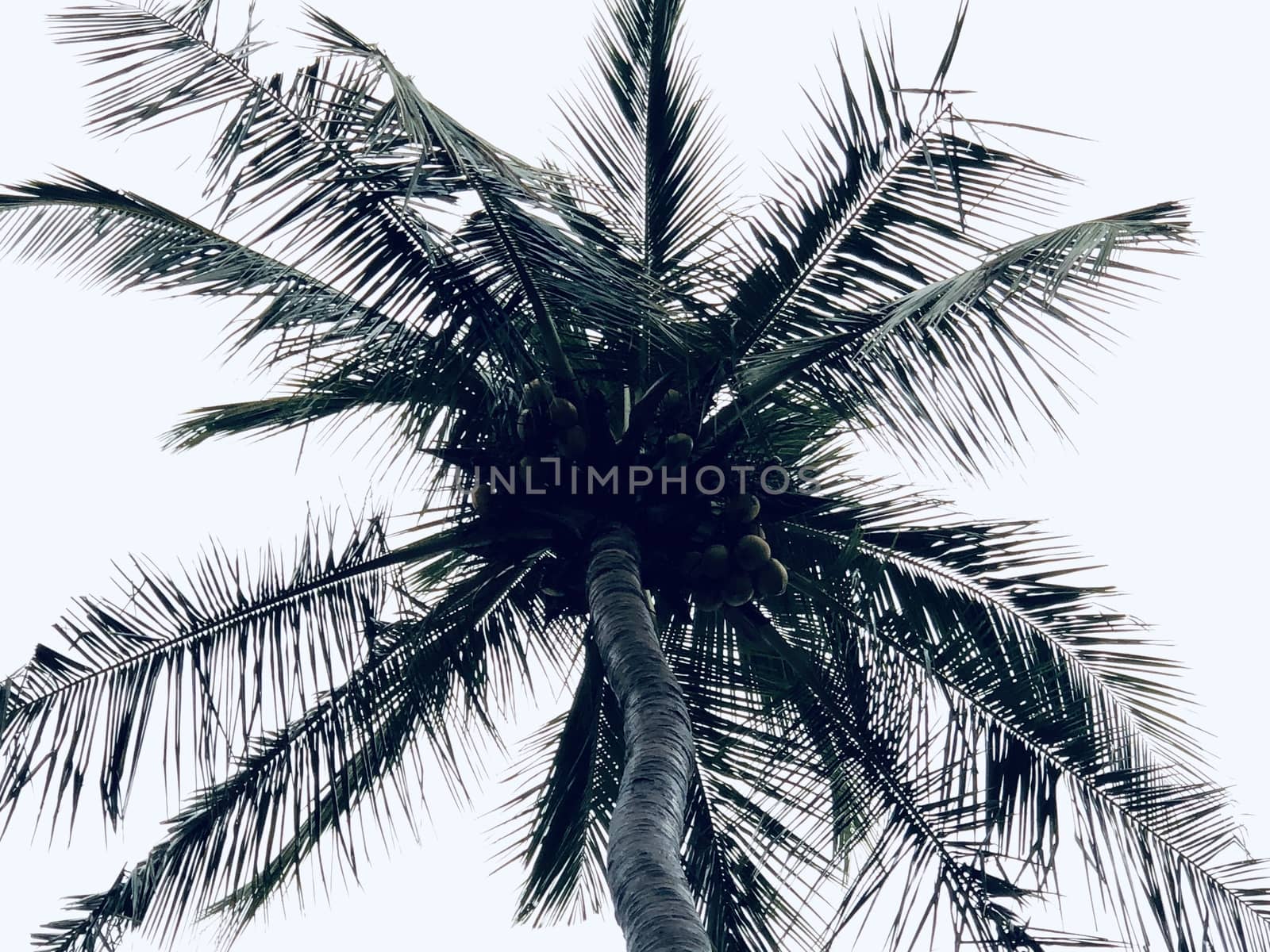Isolated coconut tree standing against blue sky in the garden